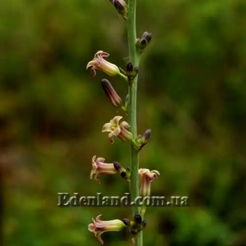 Изображение Анемаррена асфоделовидная - Anemarrhena asphodeloides