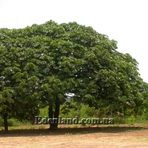 Зображення Мусанга цекропієвидна - Musanga cecropioides