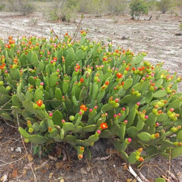 Зображення Тацинга неприємна - Tacinga inamoena 