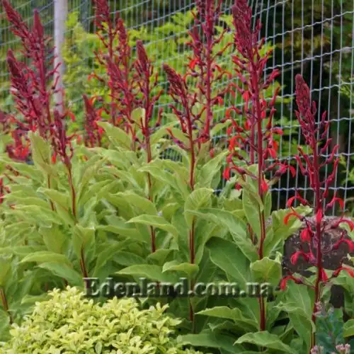 Изображение Лобелия Тупа - Lobelia tupa