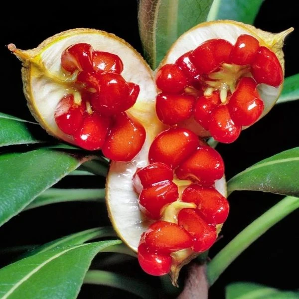 Изображение семена в оболочке