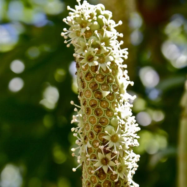 Зображення Куссонія колосовидна - Cussonia spicata 