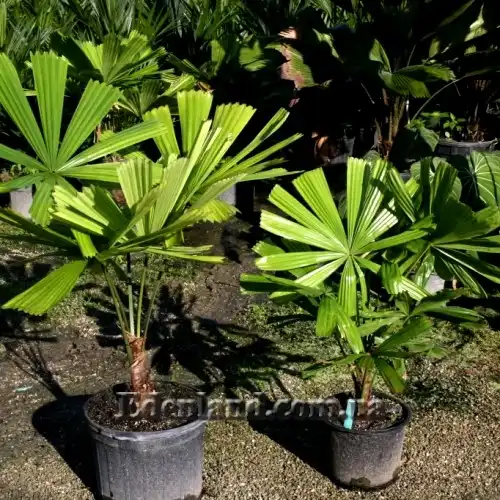 Изображение Ликуала Рамсея  - Licuala ramsayi