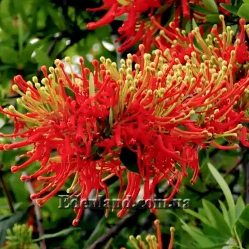 Изображение начало цветения