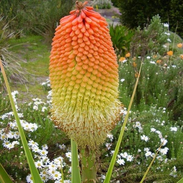 Зображення Кніпхофія Норт - Kniphofia northiae