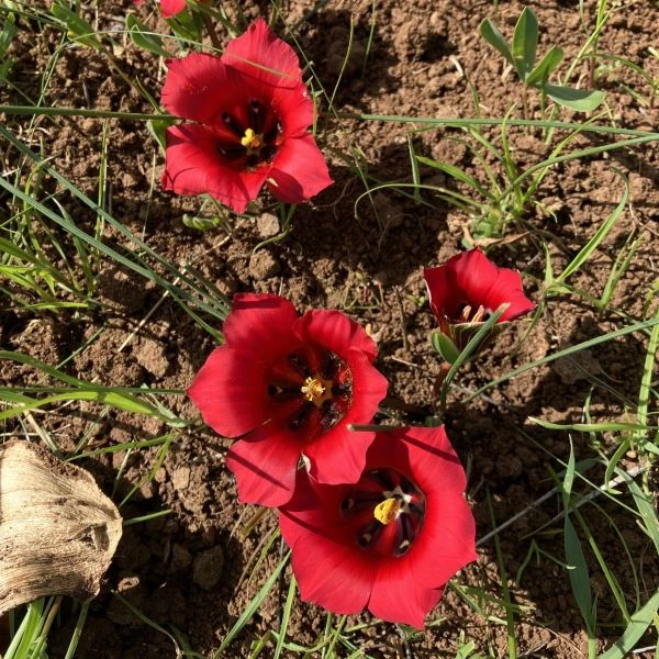 Зображення Ромулея однобратна - Romulea monadelpha  