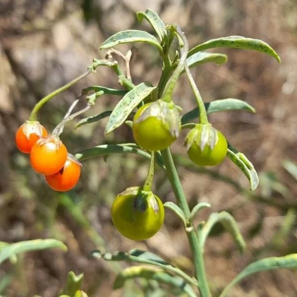 Зображення Пасльон кучерявий - Solanum crispum