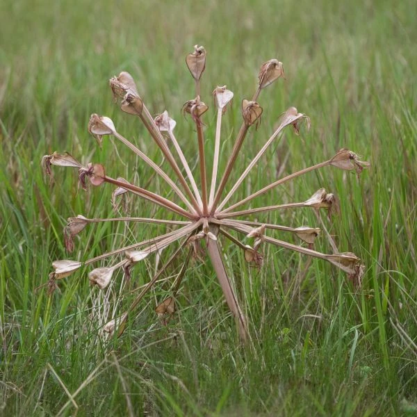 Изображение Брунсвигия восточная - Brunsvigia orientalis  