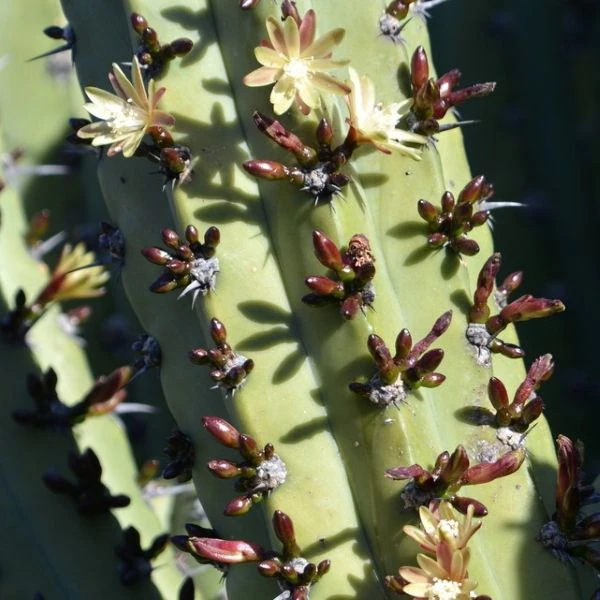 Зображення Міртилокактус геометричний - Myrtillocactus geometrizans 