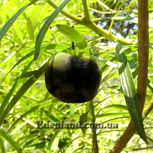 Изображение созревший плод