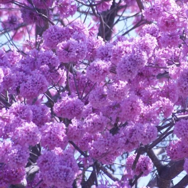 Изображение Хандроантус импетигинозный  - Handroanthus impetiginosa