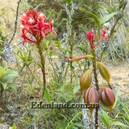 Изображение Эпидендрум однобокий  - Epidendrum secundum 