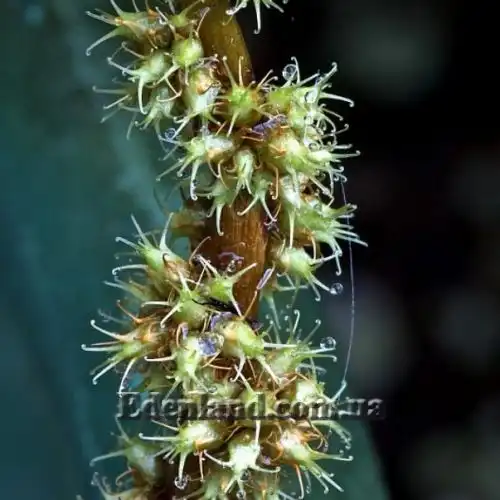 Изображение семена