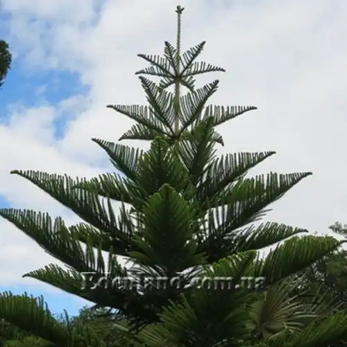 Изображение Араукария разнолистная - Araucaria heterophylla