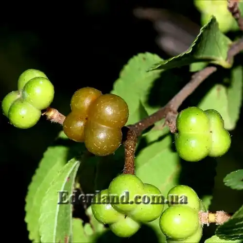 Изображение Гревия западная - Grewia occidentalis