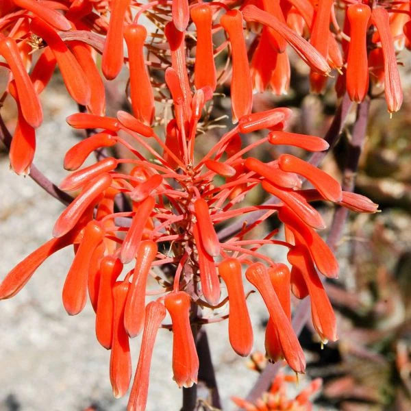 Зображення квіти