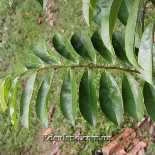 Зображення листя