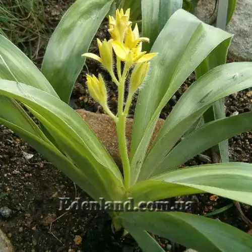 Изображение Гипоксис гемерокаллисовидный - Hypoxis hemerocallidea