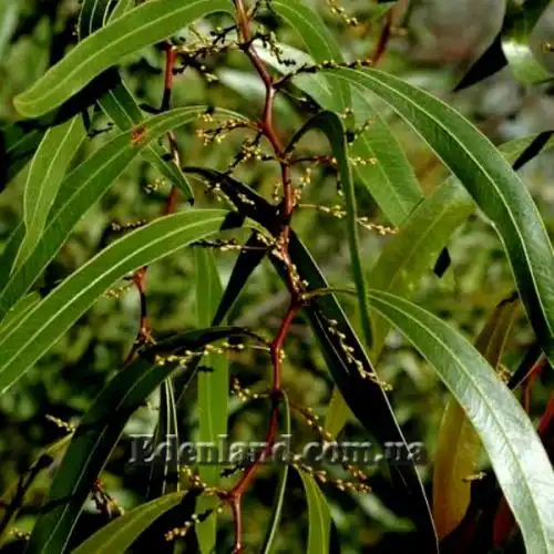 Изображение Акация крупножелезчатая - Acacia macradenia