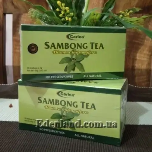 Изображение Блюмея бальзамическая - Blumea balsamifera