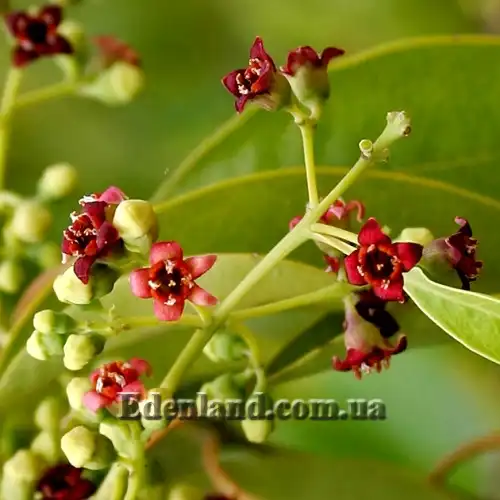 Зображення Сантал (Сандал) білий - Santalum album