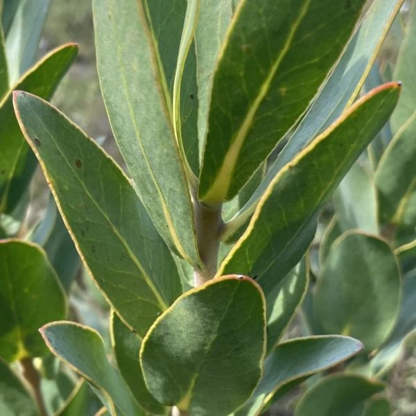 Зображення Протея компактна - Protea compacta 