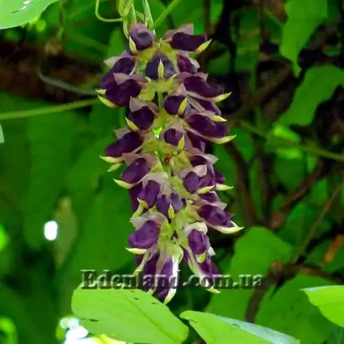 Изображение Мукуна жгучая - Mucuna pruriens