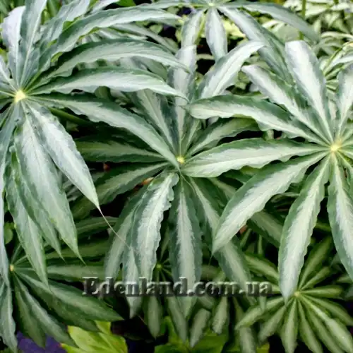 Изображение взрослые листья