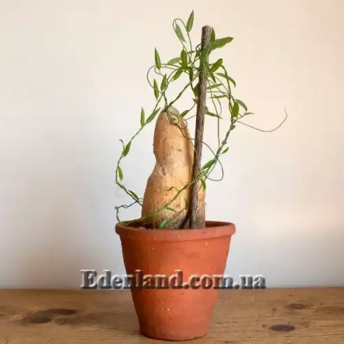 Изображение Цифия льнянковидная - Cyphia linarioides