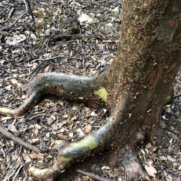 Зображення коріння