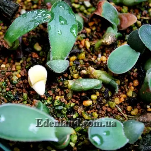 Изображение всходы