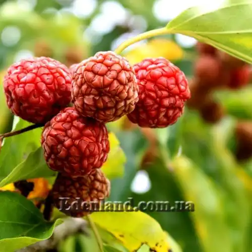 Изображение Кудрания триостренная - Cudrania tricuspidata 