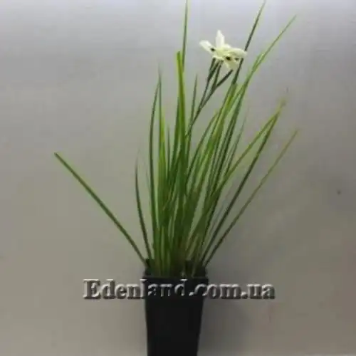 Зображення рослина у горщику