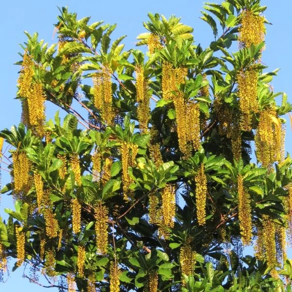 Зображення Спахея молочна - Spachea lactescens  