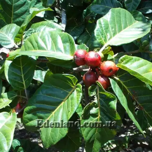 Изображение Фикус Харбофилла (красиволистный) - Ficus habrophylla