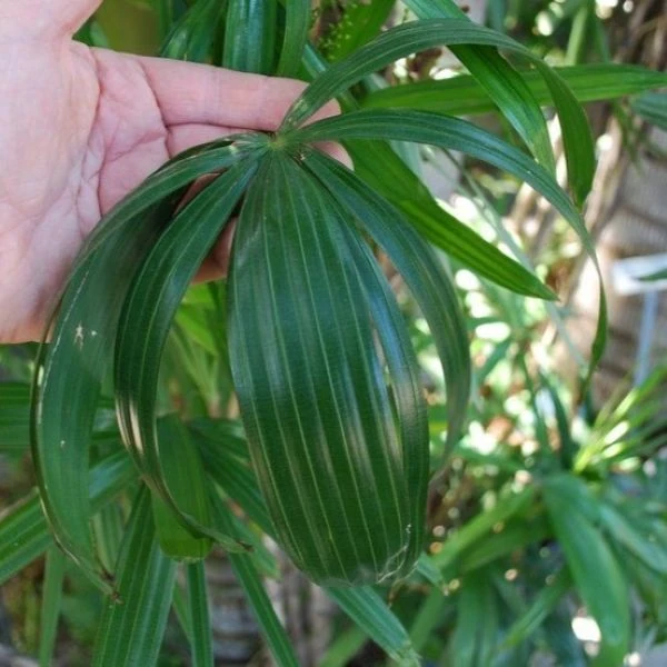 Зображення Рапис тонкий  - Rhapis subtilis 