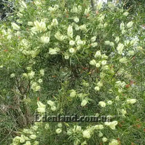 Изображение Мелалеука Лофанта - Melaleuca lophantha