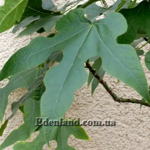 Изображение Брахихитон разноцветный - Brachychiton discolor