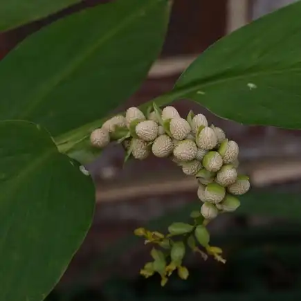 Зображення насіння-бульбочки