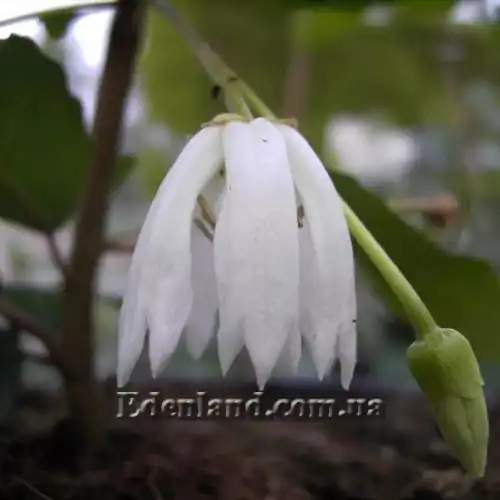 Зображення Крінодендрон Патагуа - Crinodendron patagua