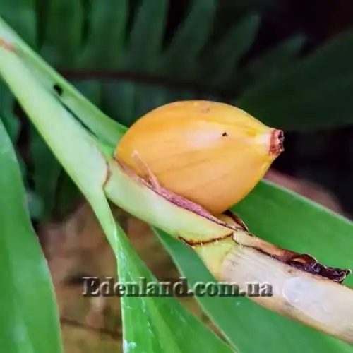 Изображение Гедихиум Хорсфильда - Hedychium horsfieldii