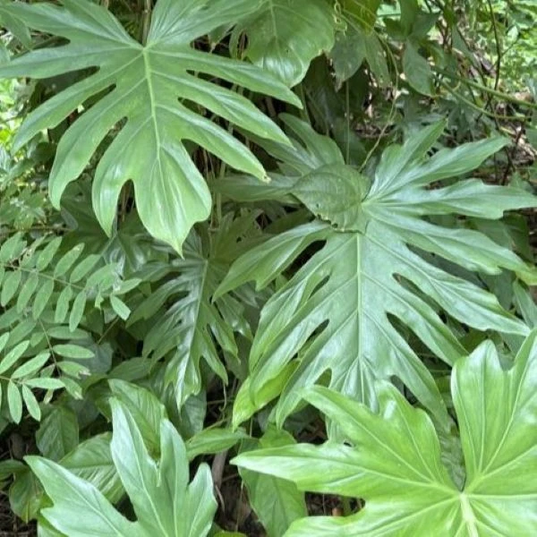 Зображення Філодендрон променистий - Philodendron radiatum 