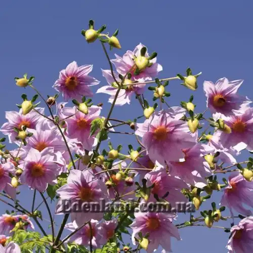 Зображення Жоржина імператорська - Dahlia imperialis