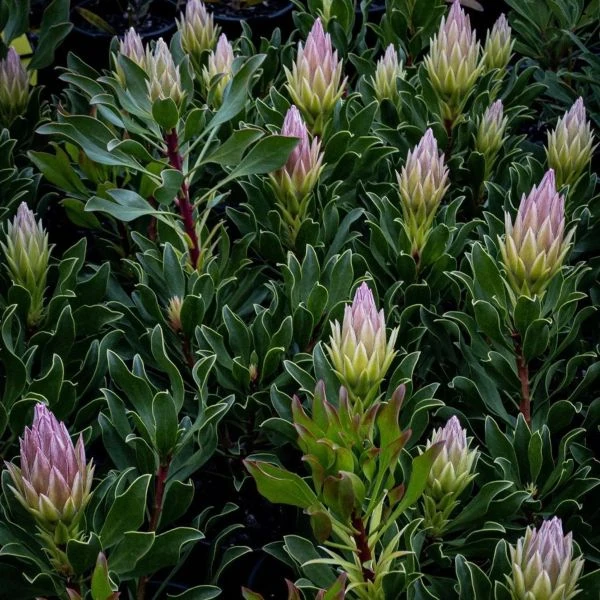 Изображение Протея цинаровидная  - Protea cynaroides