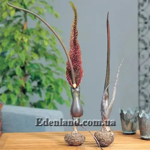 Изображение цветущие клубни