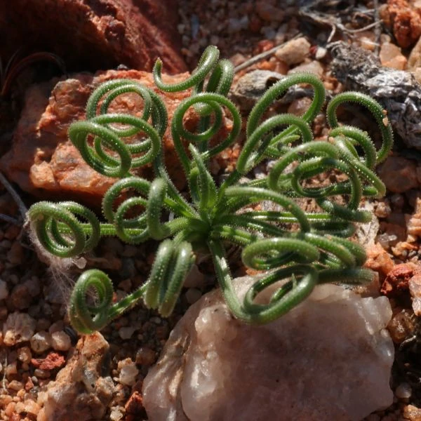 Изображение Койлонокс железистый  - Coilonox glandulosum