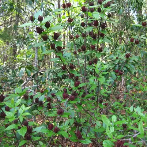 Изображение цветущий куст