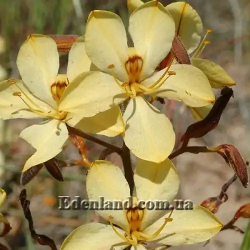 Изображение Вахендорфия метельчатая - Wachendorfia paniculata