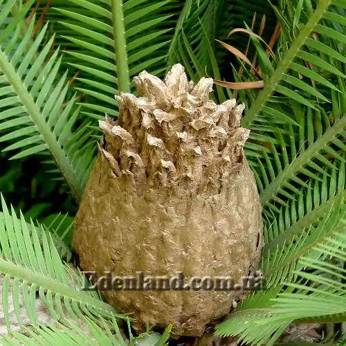 Изображение Диоон съедобный - Dioon edule