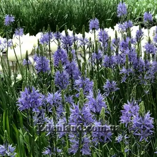 Изображение Камассия Лейхтлина - Camassia leichtlinii